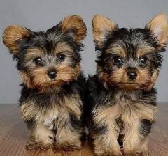 Registered Yorkshire Puppies