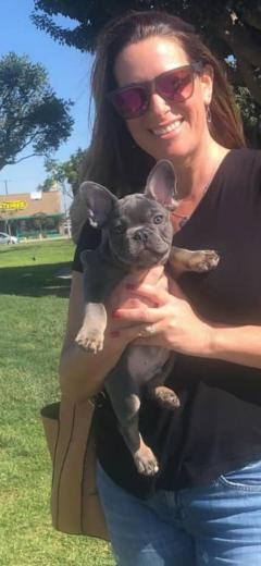 Quality French Bulldog Puppies For Sale