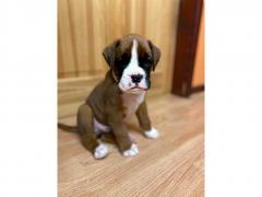 Gorgeous Boxer Puppies For New Homes