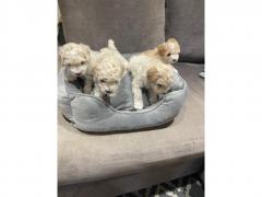 Gorgeous Toy Poodle Puppies Ready Now