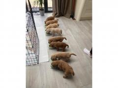 Goldendoodle Puppies From Health Tested Parent