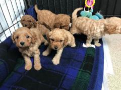 Extensively Health Tested Cavapoo Puppies