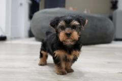 Yorkshire Terriers Looking For New Homes
