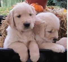 Quality Golden Retriever Puppies