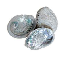 Buy Abalone Shell Set Of 3 - Small