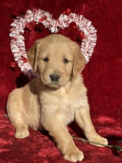 5Star Golden Retriever Puppies Are Searching For