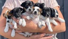 Quality Jack Russell Puppies Is Waiting To Pick 