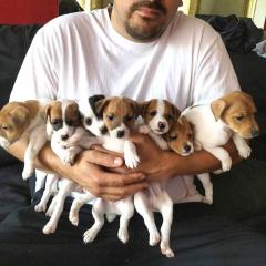 Sweet Jack Russell Puppies Are Now Available