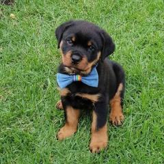 Amazing Rottweiler Puppies Is Ready To Leave For