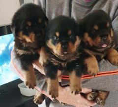 Super Rottweiler Puppies Searching For A Good An