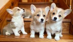Top Class Corgi Puppies For Sale