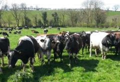 Latest Dairy Farming News