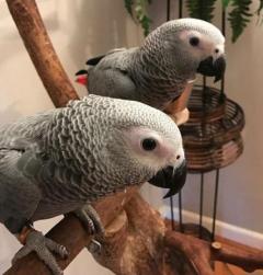 Little African Grey Parrots