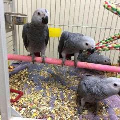 African Grey Parrots And Other Live Birds On Sal