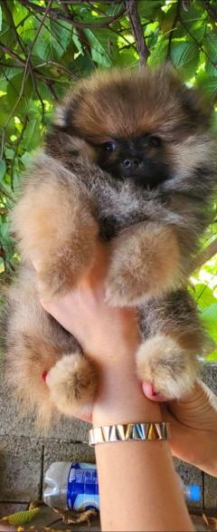 Pomeranian Spitz Teddy Puppies