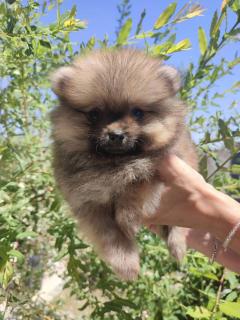 Pomeranian Spitz Puppies For Sale