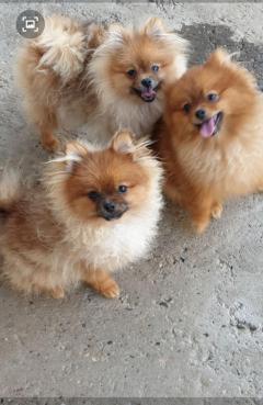 Pomeranian Spitz Puppies