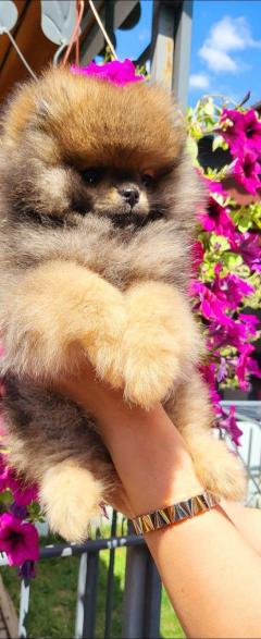 Pomeranian Spitz Boo Puppy