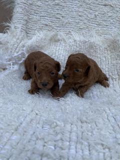 Red Miniature Poodle Puppies