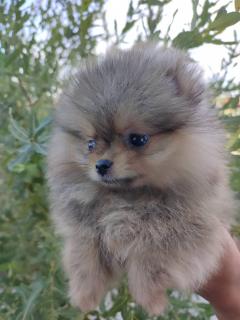Pomeranian Boo Puppies