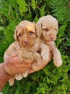 Medium Poodle Puppies