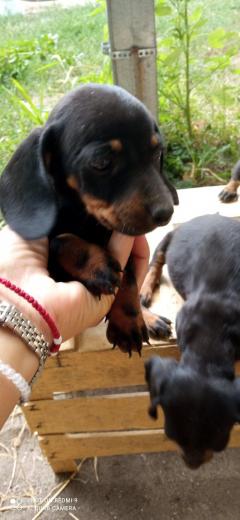 French Bulldog And Dachshund  Puppies