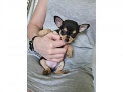 Apple Head Chihuahua For Adoption.