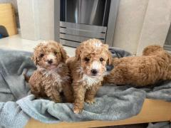 Adorable Toy Poodles For Adoption.