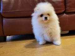 Clean Pomeranian Puppies For Adoption.