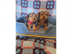 Teacup Yorkshire Terriers Available.