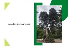 Collaborate With Tree Surgeons In Bournemouth Fo