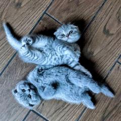 Playful & Active Litter Of Scottish Fold Kittens