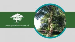 Choose The Best Tree Surgeons For Your Garden