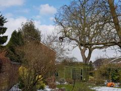 Get Complete Tree Management From Tree Surgeons 
