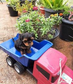 Beautiful Yorkie Puppies For A Loving Home