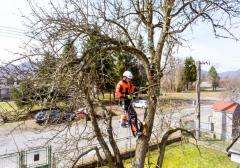 Commercial Tree Surgeons