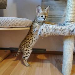 Beautiful Serval And F1 Savannah Kittens Availab