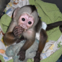 Lovely Capuchin Monkey For Adoption