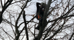 Local Tree Felling Services In Berkshire