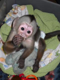 Purebred Cute Capuchin Monkeys For Sale