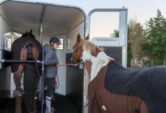 Equestrian Transport In Kent