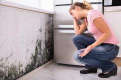 Mold Removal - Get Rid Of Mold Spores