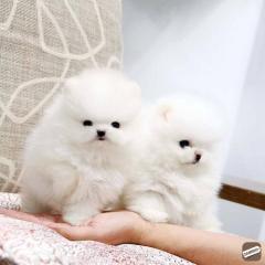 Pomeranian Puppies For Adoption