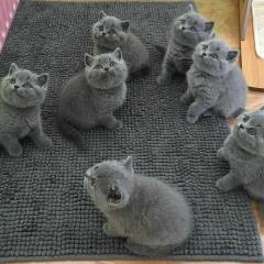 Blue British Shorthair Kittens Ready Now