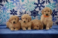 Stunning Kc Registered Golden Retriever Puppies