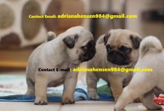 Home Raised And Trained Pugs Puppies Ready Now