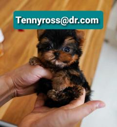 Teacup Yorkies Puppies Buy Email Tennyrossdr.com