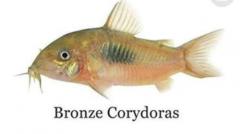Bronze Cory Catfish Corydoras Aeneus 2.50 Each O