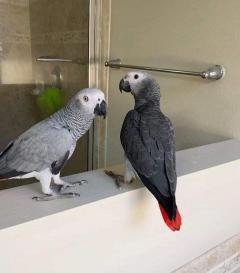 Macaw And African Grey Parrots