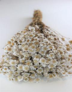Dried Rodanthe Flowers-White Bunch In Uk